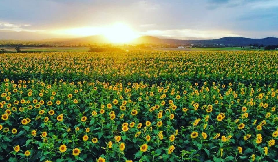 This Massive Sunflower Festival Is Returning To The Scenic Rim In 2024