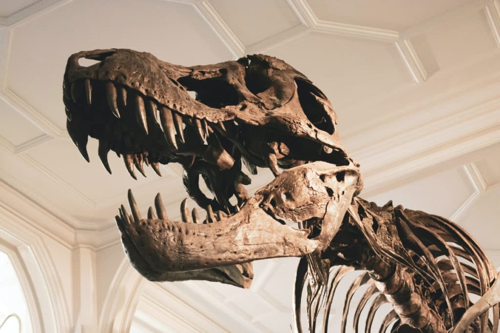 A Roarsome Dinosaur Exhibition Of 13 Different Species Is Hitting Brisbane Next Year