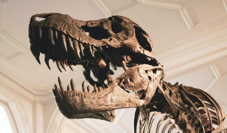 A Roarsome Dinosaur Exhibition Is Stomping Into Brisbane With 13 Different Species This Year