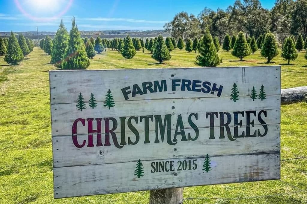 3 Of The Best Places You Can Buy Real Christmas Trees In Brisbane And Beyond