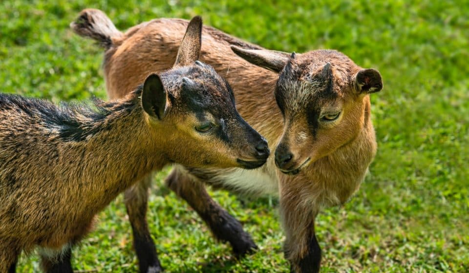 You Can Now Find Your Zen With Baby Goat Yoga Classes On The Regular In Brisbane