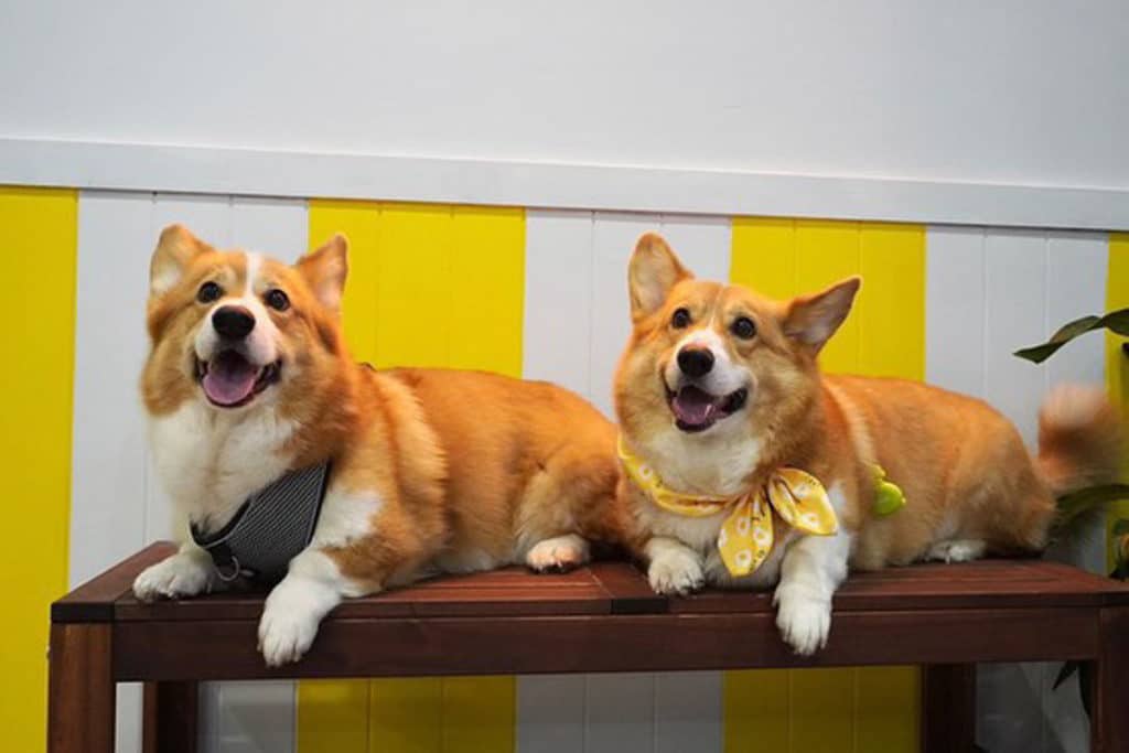 A Café Dedicated To Corgis Has Opened Its Doors For Pup-Friendly Brunch Dates In Brisbane
