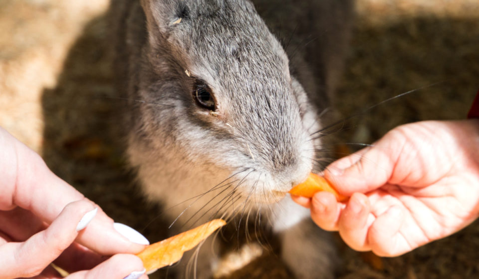 Feed Adorable Farm Animals And Score Free Ice Cream At This Wholesome Easter Market On The Waterfront
