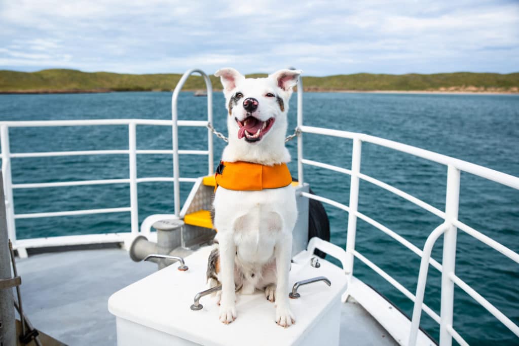 a photo of a dog on a boat