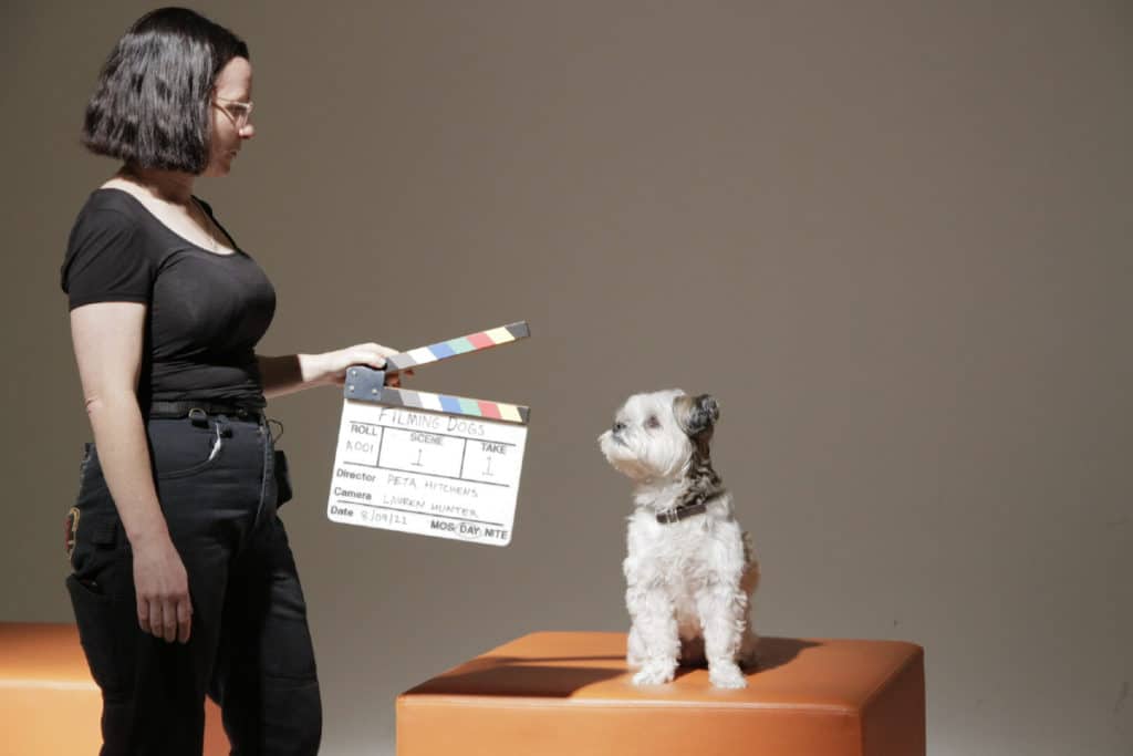a photo of a dog sitting on a table about to be filmed