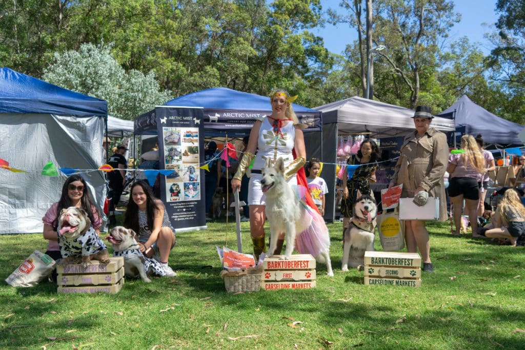 a photo of dogs on podiums with their owners beside them at a market