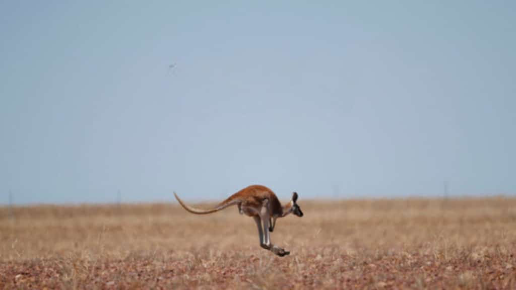 a photo of a kangaroo jumping around the outback in australia