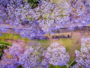 6 Stunning Spots To See Brisbane’s Blooming Jacaranda Trees