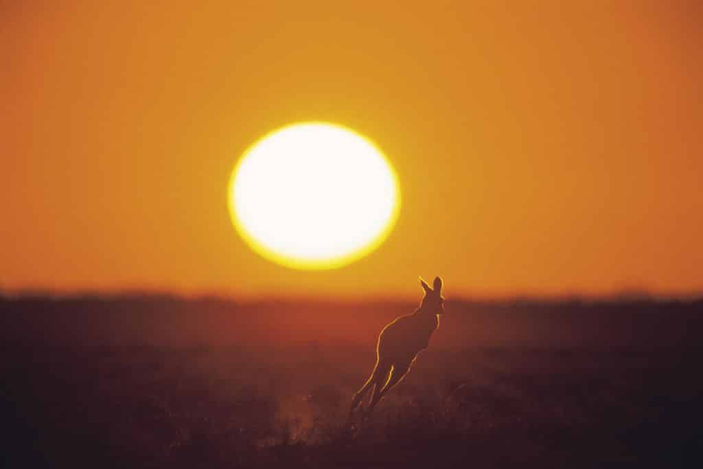 a photo of a kangaroo in the australian outback