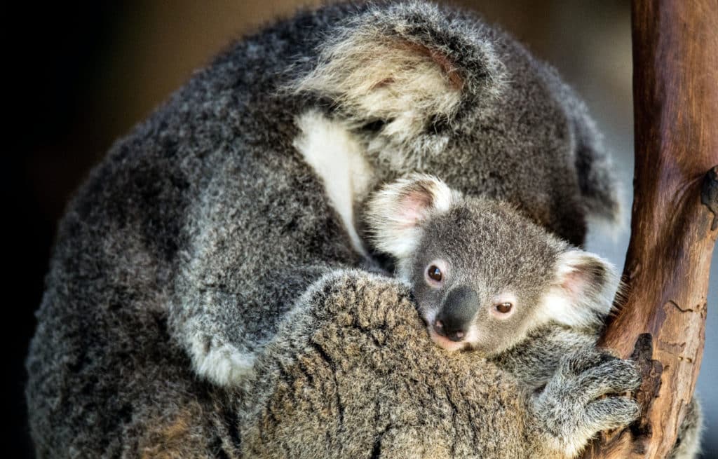 a photo of a baby koala with its mother in a tree