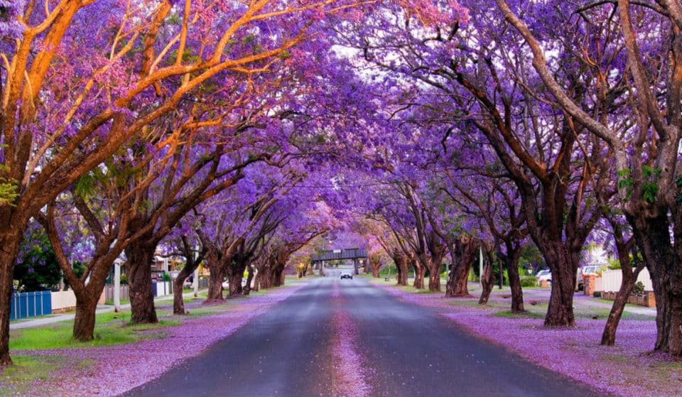 Head Out Of Town For A Delightful Jacaranda Festival This Spring